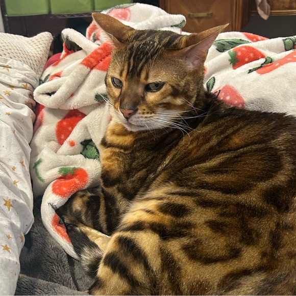 πͺ - Picture 1 of 1